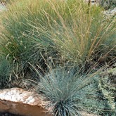 Blue Fescue